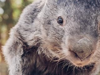 Ballarat Wildlife Park: Entry Ticket — gallery 3