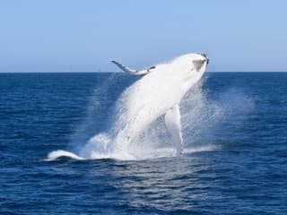 Wilsons Prom Whale Adventure Cruise with Lunch