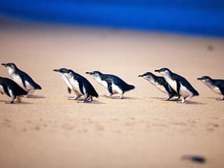 Phillip Island Nature Parks Penguin Parade Tickets — gallery 1