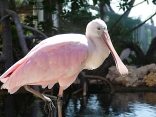 Inträdesbiljett till Phillip & Patricia Frost Museum of Science, Akvarium & Planetarium, Phillip & Patricia Frost Museum of Science, Miami