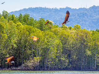 Langkawi Mangrove Tour — gallery 3