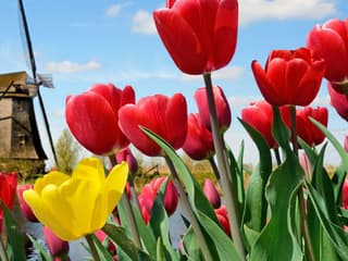 Keukenhof: Entry + Bus from A'dam Tower — gallery 1