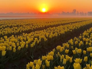 Amsterdam: Guided Tulip Tour + Dinner — gallery 1