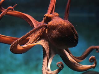Acquario di Livorno: Entry Ticket