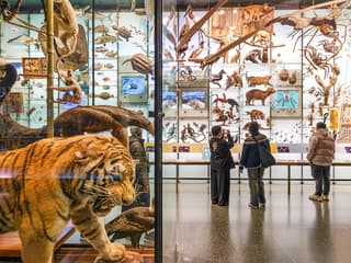Amerikan Doğa Tarihi Müzesi Biletleri | American Museum of Natural