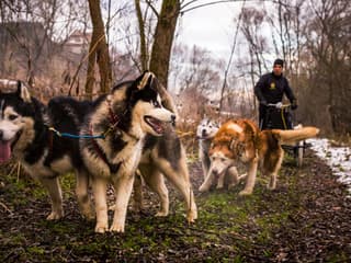 From Krakow: Tatra Mountains Dog Sledding Tour — gallery 3