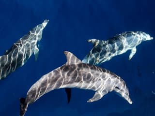Whale Watching Cruise Gold Coast tickets, Main Beach, photo 1