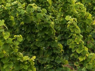 Wieliczka: Vineyard Visit and Wine Tasting from Krakow — gallery 3