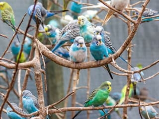 World of Birds Wildlife Sanctuary & Monkey Park: Entry Ticket — gallery 1