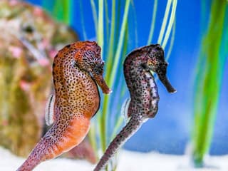 SEA LIFE Munich Ticket — gallery 3
