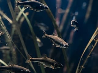Aquarium du Grand Lyon: Entry Ticket — gallery 1