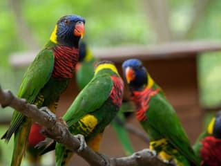Kuala Lumpur Bird Park Tickets — gallery 1