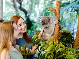 Lone Pine Koala Sanctuary Tickets with Brisbane River Cruise — gallery 3