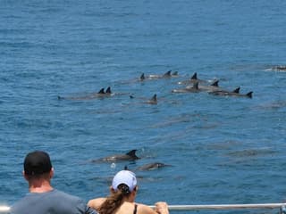 Oahu: Guided Dolphin Watching Sunset Cruise + Snorkeling + Buffet — gallery 2
