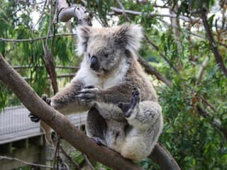 WILD LIFE Sydney Zoo Tickets — gallery 3