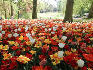 Groot-Bijgaarden Castle: Floralia Brussels Entry Ticket — gallery 2