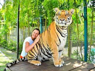 Tiger Park Tickets with Tiger Play Packages: Non-Thai Residents — gallery 1