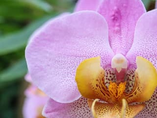 Bloedel Conservatory: Entry Ticket — gallery 2