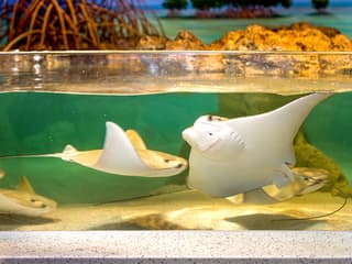 Seattle Aquarium: Entry Ticket, Seattle Aquarium, Seattle