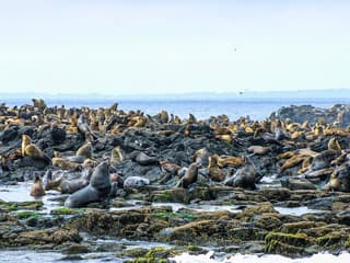 Seal Watching Afternoon Cruise at Phillip Island — gallery 3