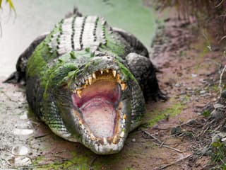 From Darwin: Top End Safari Camp Overnight Tour Around Finniss River — gallery 1