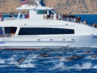 West Harbor: Whale and Dolphin Watching Cruise — gallery 2
