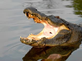 Gatorland Skip-the-Line Tickets — gallery 1