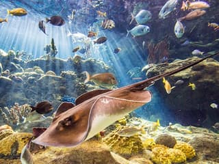 Tampa Family Fun Pass — gallery 3