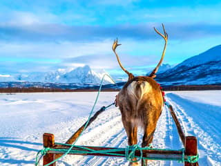 Reindeer Sledding & Sami Culture Guided Tour with Hot Drinks & Meal — gallery 3
