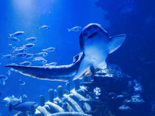 SEA LIFE London Aquarium: Standard Admission Tickets — gallery 3