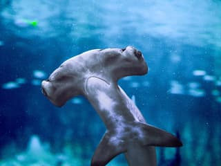National Aquarium Abu Dhabi All Access Pass Tickets — gallery 3