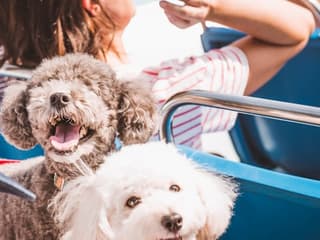 Chicago: Canine Cruise — gallery 1