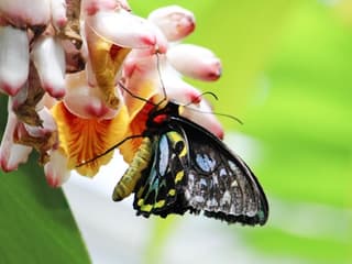 Australian Butterfly Sanctuary: Entry Ticket — gallery 1