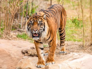 સિડની જૂની ટિકિટો, Sydney Zoo, Sydney