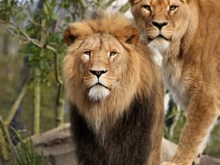 ARTIS Amsterdam Royal Zoo & Groote Museum: Skip-the-Line Entry Ticket — gallery 2