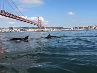 Lisbon Dolphin Watching Cruise — gallery 2