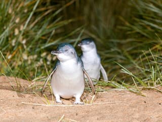 From Melbourne: Half/Full-Day Phillip Island Day Trip with Penguin Parade — gallery 3