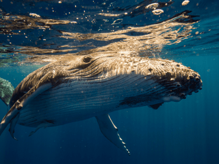 Sydney Whale Watching Cruise — gallery 2