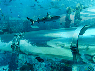 Aquaventure Waterpark Tickets with Dolphin Encounter — gallery 2