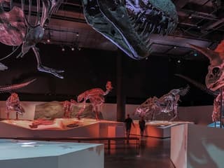 Houston Museum of Natural Science: Entry Ticket — gallery 1