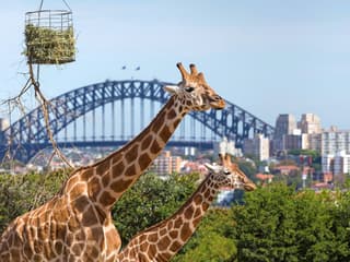 Sydney Harbour Whale Watching Cruise by Captain Cook — gallery 3