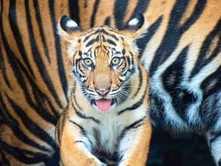 Billetter til Zoo Miami: Grupper på 4 og flere, Zoo Miami, Miami
