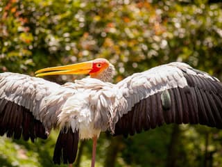 Kuala Lumpur Bird Park Tickets — gallery 3