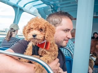 Chicago: Canine Cruise — gallery 3