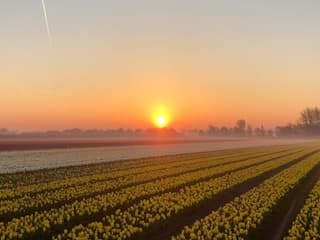 Amsterdam: Guided Tulip Tour + Dinner — gallery 2