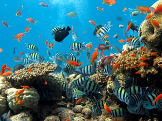 Underwater World Pattaya — gallery 1