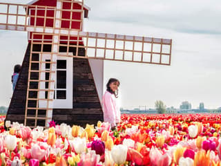 Tulip Experience Tickets with Tulip Fields Visit and Optional Transfers from Amsterdam — gallery 3
