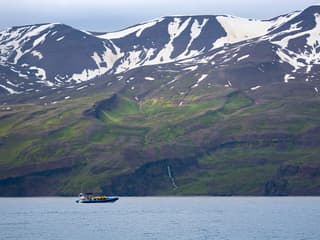 Husavik: Whale Watching and Puffin Tour on RIB speedboat — gallery 2