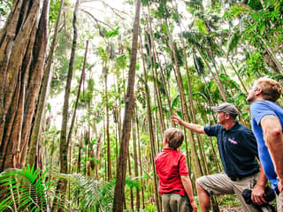 Natural Bridge & Springbrook Waterfalls Tour — gallery 3