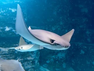 Shark Dive Xtreme Tickets at SEA LIFE Melbourne Aquarium — gallery 1